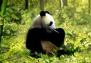 UntamedGiantPanda-130x90
